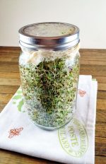 Masson jar for sprouting